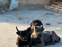 Cane Corso Köpeği Yavrularımız