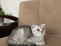 Scottish fold silver