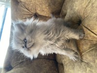 Sosyal British Longhair Kardeşler