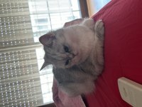 Tatlış pembe burun british shorthair kızım ruby