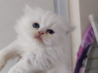 British longhair point dişi yavrum