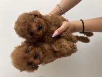 A+ ÜST KALİTE KORE ÇANTA BOY CÜCE POODLE BEBEKLER