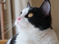 KEDİME KALICI YUVA ARIYORUM