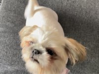 1 yaşında Shih-Tzu kızımız