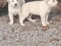 Safkan akbaş yavruları
