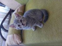 British shorthair 2 aylık yavrular