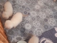 Minik kediler kuzucuklarım