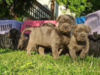 İSTANBULDA 45 GÜNLÜK SAFKAN BLUE CANE CORSO