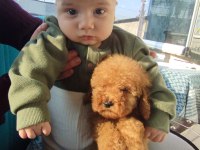 YENİ EV ARKADAŞINIZ POODLE