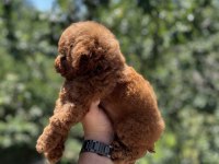 Kore Poodle Yavru Baby Face
