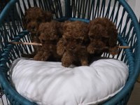 Toy poodle yavrumuz