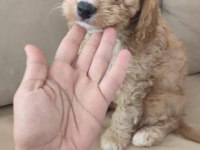 Antialerjenik cavapoo yavruları