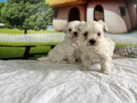 MALTESE TERRİER YAVRU