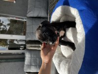 Cane Corso Yavrularımız