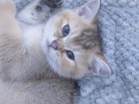 Gold british shorthair yavrumuz rezerveye açılmıştır
