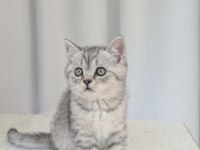 Kedimiz Lokum un 4 adet british shorthair yavrusu