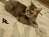 Ücretsiz Dişi British shorthair
