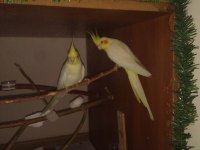 ALBİNO WHİTE FACE PEARL GREY TAKIM VE TEK SULTAN