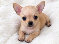 Wc eğitimli gold chihuahua