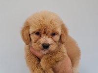 Poodle ayarında maltipoo baby