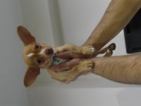 3 aylık eğitimli chihuahua