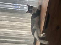 Cana yakın sevimli kedimiz