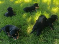 Bir avuç mutluluk köpeğimiz