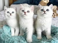 Brıtısh Shorthair Sılver Yavrularım