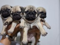 Pug Mops Bebekler
