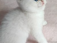 Safkan British Shorthair