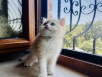 Saf Kan Golden British Shorthair Yavrular (Wcf kayıtlı)