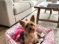 oyuncu ve sevgi dolu dişi yorkshire terrier