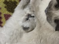 Scottish fold blue point long hair 0 kulak