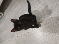 İki adet siyam kedisi yavru