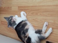 Exotic Shorthair Şeker yuvasını arıyor