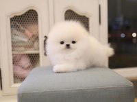 Pomeranian boo ırkının en Nadide kalitesi