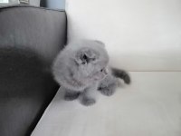 British shorthair scottish fold
