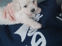 Dişi ve erkek bebek köpekler