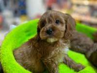 ORJİNAL HİPOALERJENİK TEACUP MALTİPOO