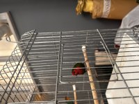 PARROT FİNCH