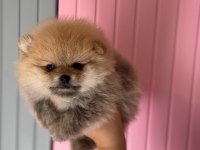 A CLASS POMERANİAN BOO