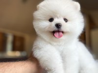 Kar Tanesi Köpeğimiz Yeni Yuvasını Bekliyor