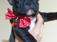 2.5 aylık dişi french bulldog yavrularımız