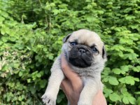 Pug Yavrumuz
