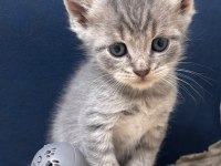 British Shorthair 1.5 Aylık