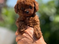 Büyümeyen Korsa Poodle Bebeklerimiz
