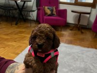 Kore kan toy poodle