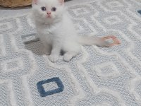 Blue poind ve beyaz mavi gözlü Golden poind