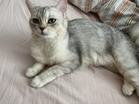 1 yaşında british shorthair dişi gri