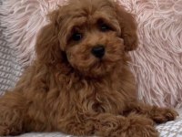 Toy Poodle Safkan